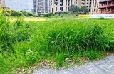 野草免费高清在线观看视频