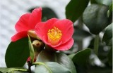 98色花堂：缤纷色彩的花卉世界
