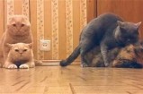 猫咪成长视频在线观看