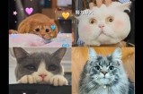 高清猫咪视频合集：可爱猫咪日常萌态尽显
