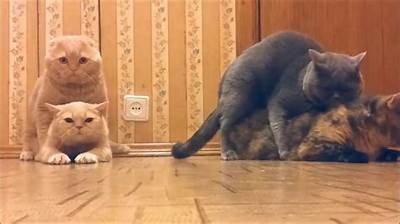 猫咪成长视频在线观看