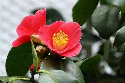 98色花堂：缤纷色彩的花卉世界