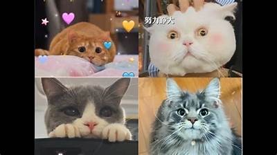 高清猫咪视频合集：可爱猫咪日常萌态尽显