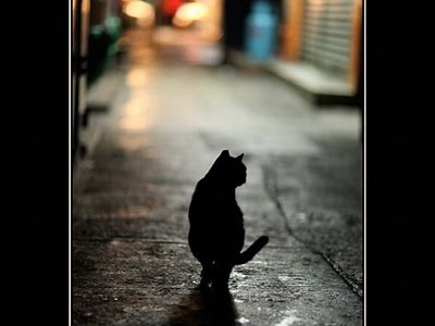 夜猫视频：探索夜间生活的精彩与乐趣
