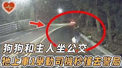 狗狗变身人类驾驶员，惊险有趣的开车视频分享
