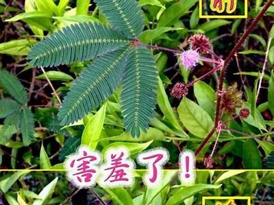 探索含羞草社区：一个充满互动与分享的温馨空间