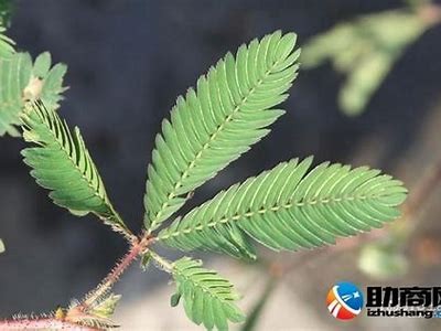 探索含羞草社区：共享知识、交流经验的温馨平台